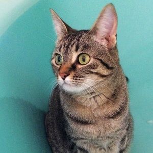 Yes, we have a cat! 🐈‍⬛